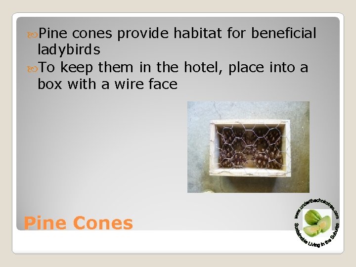  Pine cones provide habitat for beneficial ladybirds To keep them in the hotel,