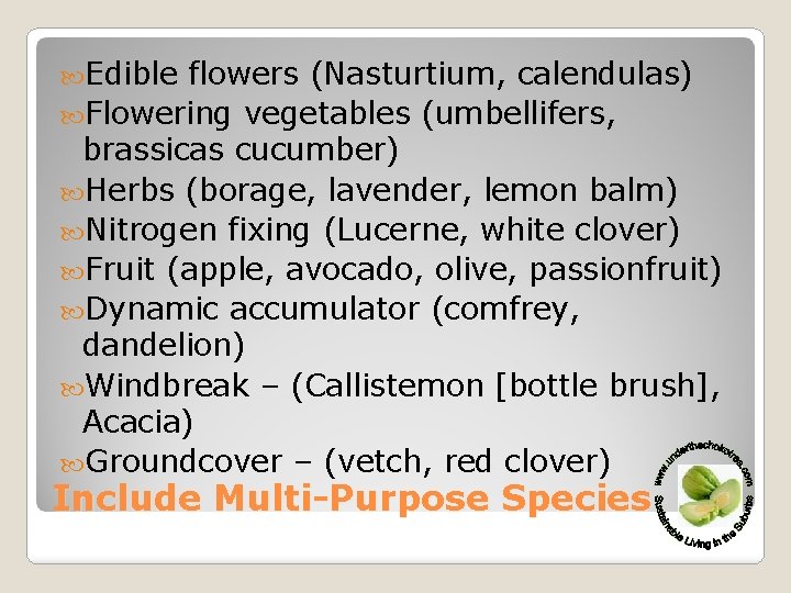  Edible flowers (Nasturtium, calendulas) Flowering vegetables (umbellifers, brassicas cucumber) Herbs (borage, lavender, lemon