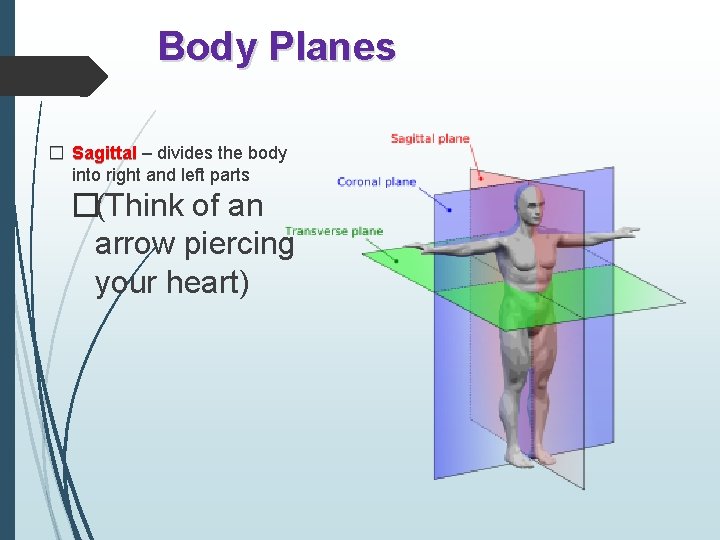 Body Planes � Sagittal – divides the body into right and left parts �(Think