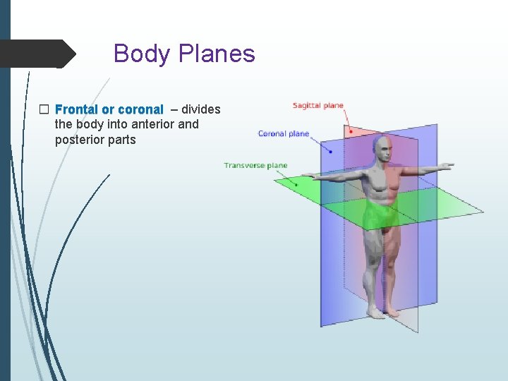 Body Planes � Frontal or coronal – divides the body into anterior and posterior