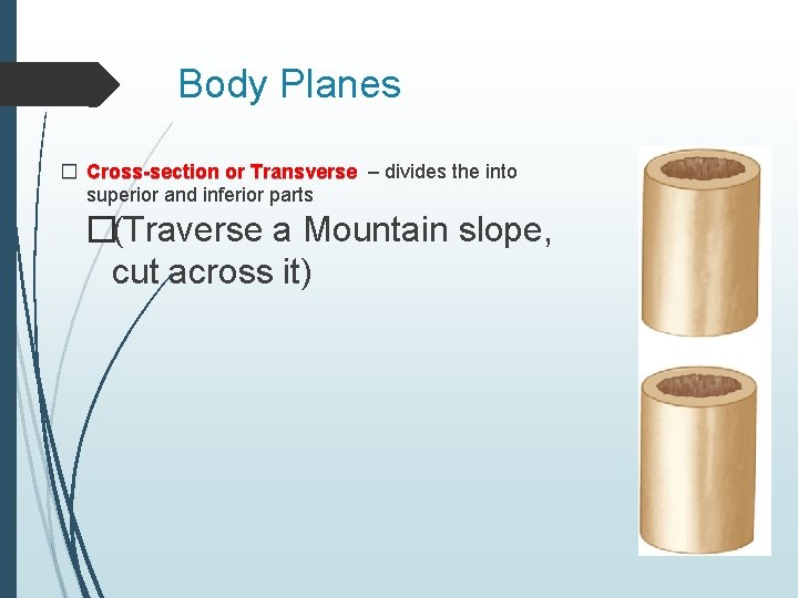 Body Planes � Cross-section or Transverse – divides the into superior and inferior parts