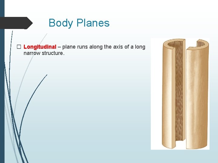 Body Planes � Longitudinal – plane runs along the axis of a long narrow