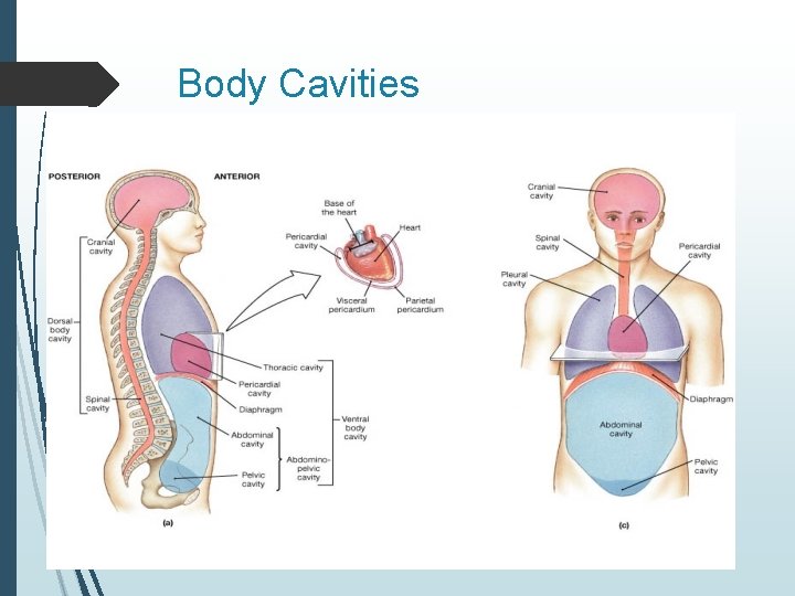Body Cavities 
