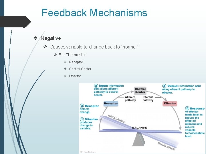 Feedback Mechanisms Negative Causes variable to change back to “normal” Ex. Thermostat Receptor Control