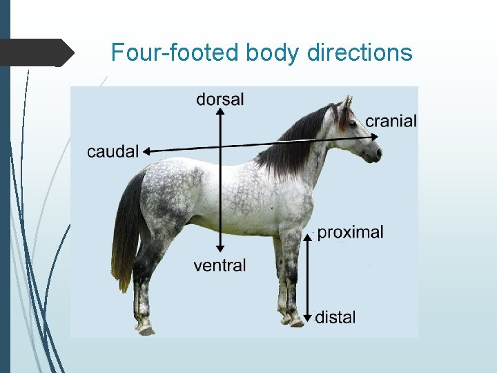 Four-footed body directions 