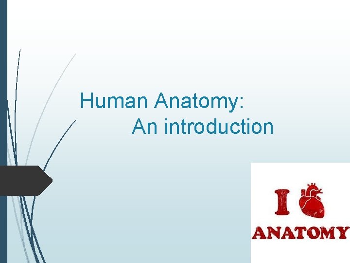 Human Anatomy: An introduction 