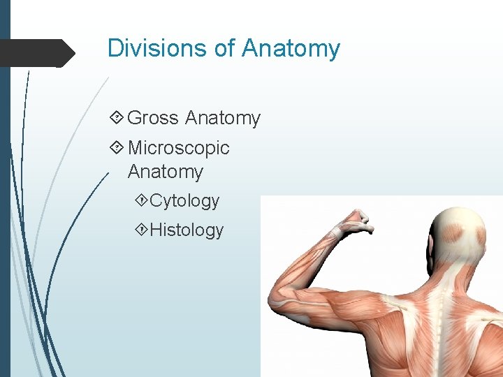 Divisions of Anatomy Gross Anatomy Microscopic Anatomy Cytology Histology 