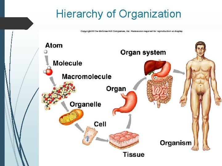 Hierarchy of Organization 