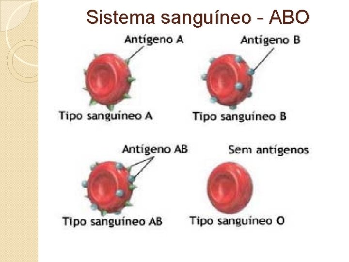 Sistema sanguíneo - ABO 