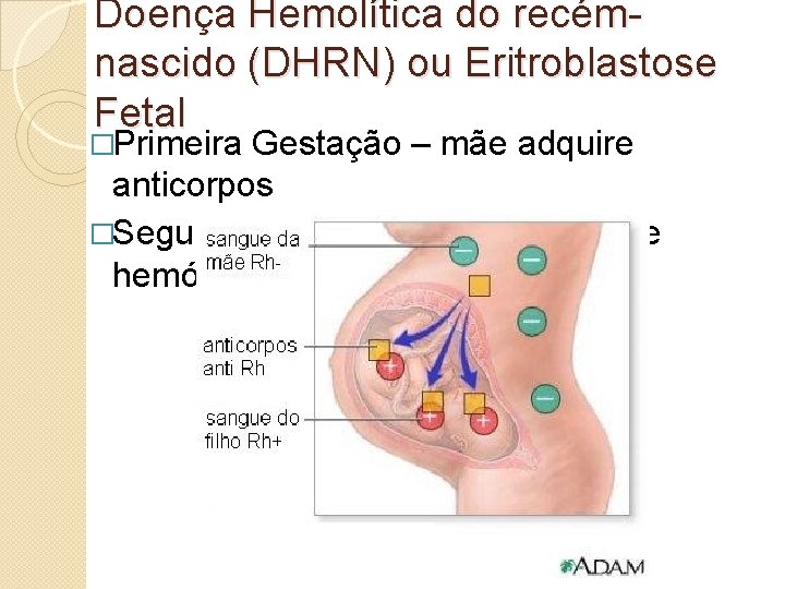 Doença Hemolítica do recémnascido (DHRN) ou Eritroblastose Fetal �Primeira Gestação – mãe adquire anticorpos