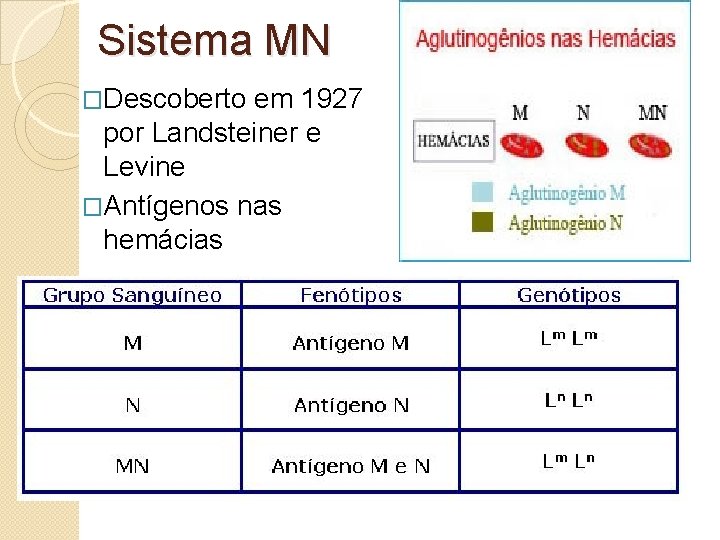 Sistema MN �Descoberto em 1927 por Landsteiner e Levine �Antígenos nas hemácias 