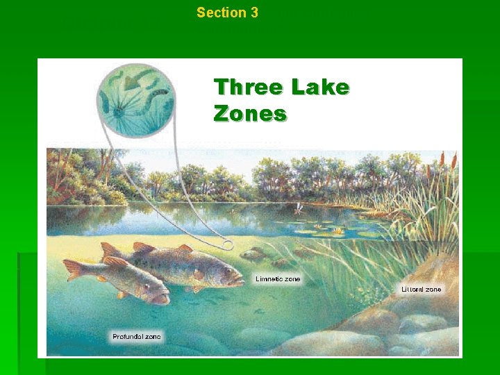 Chapter 17 Section 3 Major Biological Communities Three Lake Zones 