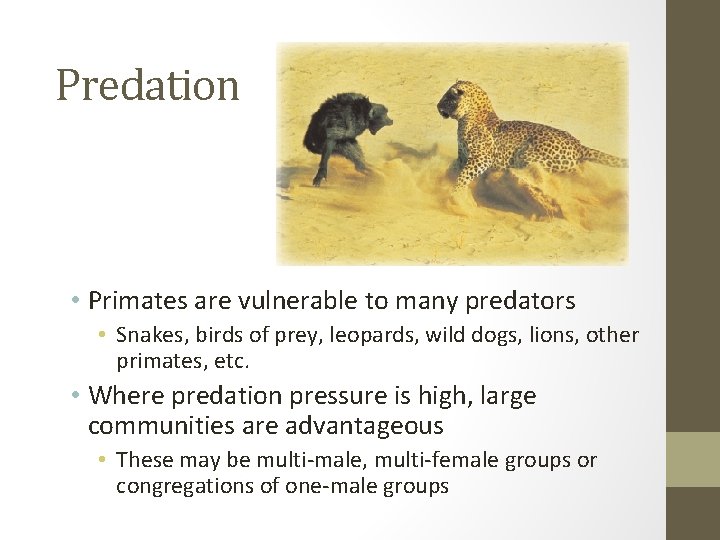 Predation • Primates are vulnerable to many predators • Snakes, birds of prey, leopards,