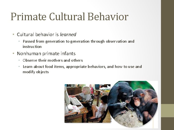 Primate Cultural Behavior • Cultural behavior is learned • Passed from generation to generation