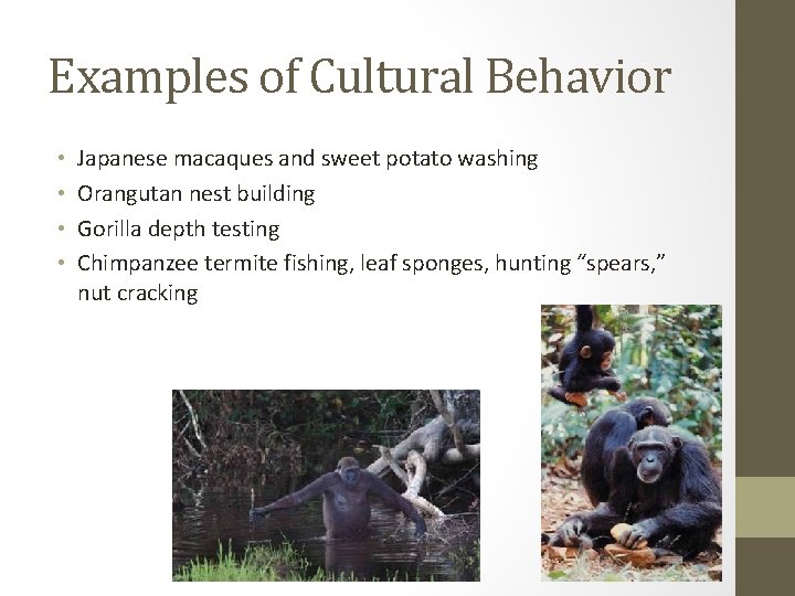 Examples of Cultural Behavior • • Japanese macaques and sweet potato washing Orangutan nest