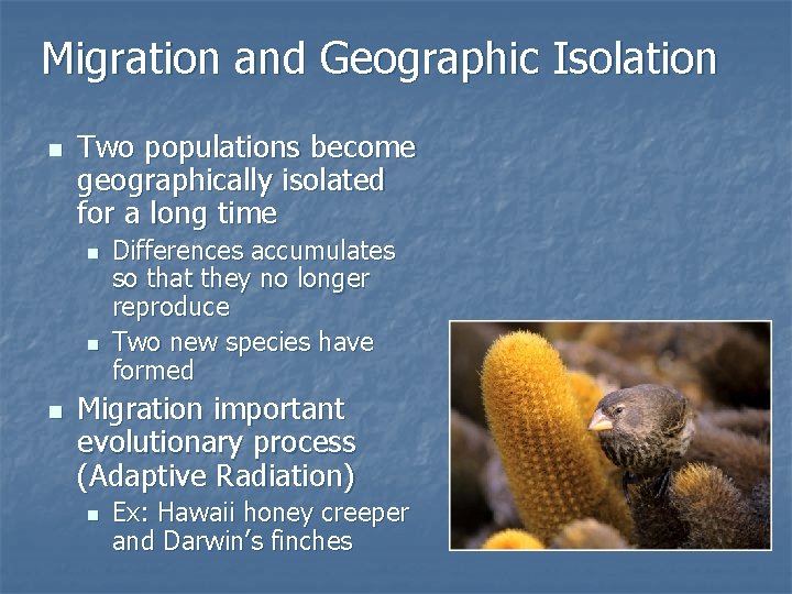 Migration and Geographic Isolation n Two populations become geographically isolated for a long time