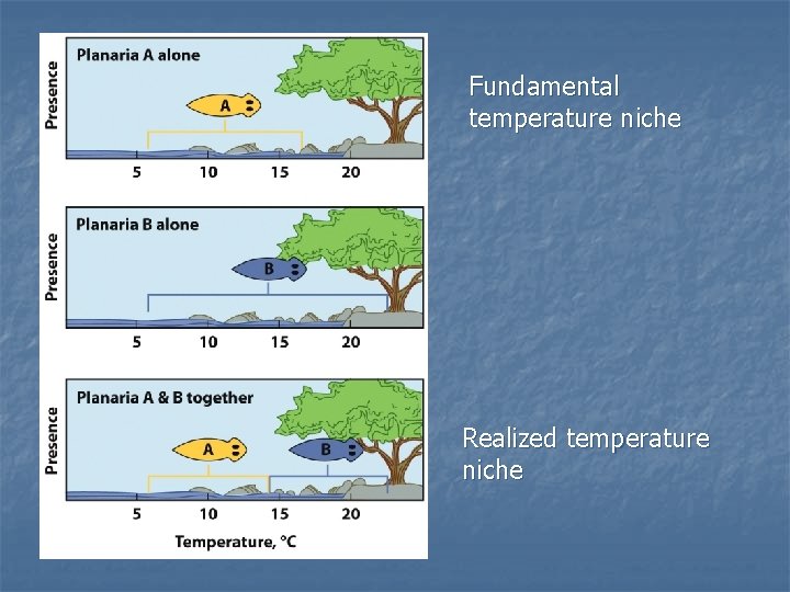 Fundamental temperature niche Realized temperature niche 