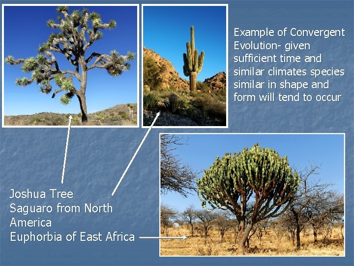 Example of Convergent Evolution- given sufficient time and similar climates species similar in shape