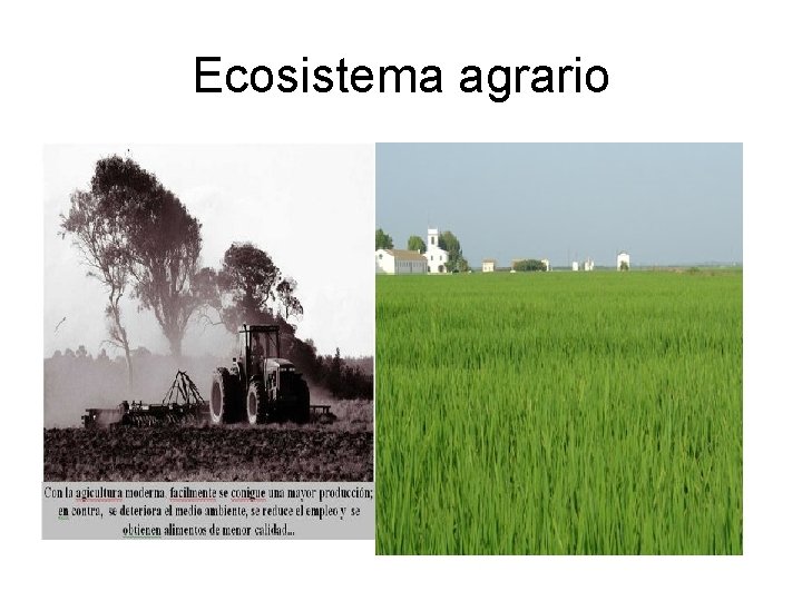 Ecosistema agrario 