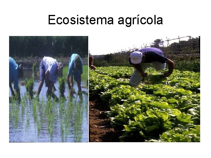 Ecosistema agrícola 