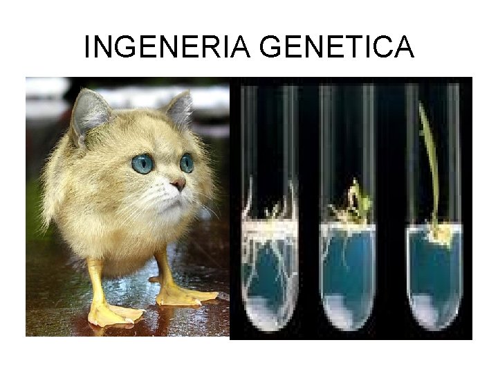 INGENERIA GENETICA 