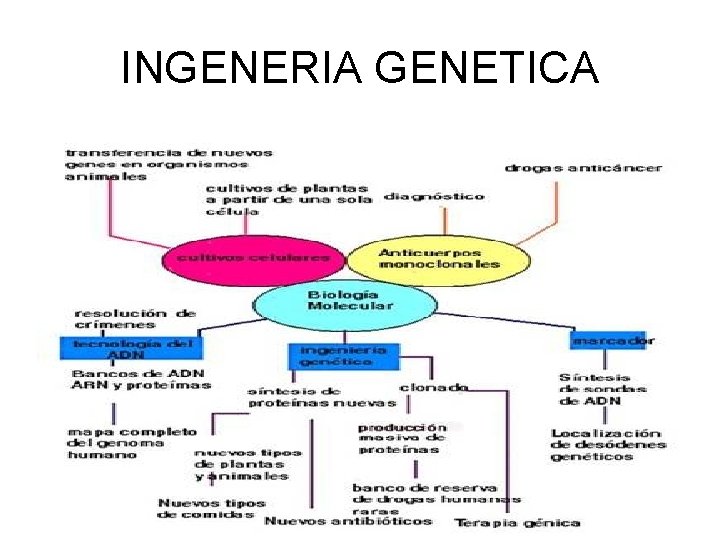 INGENERIA GENETICA 