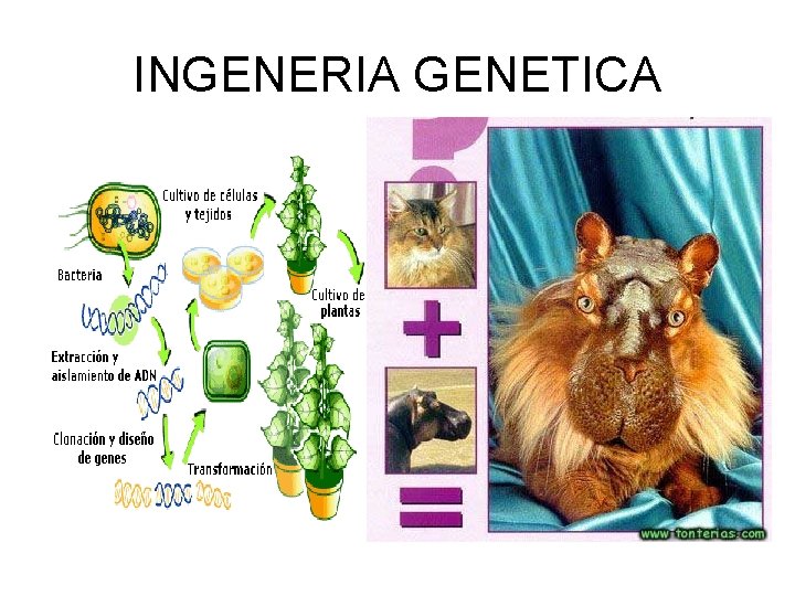 INGENERIA GENETICA 
