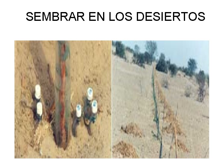 SEMBRAR EN LOS DESIERTOS 