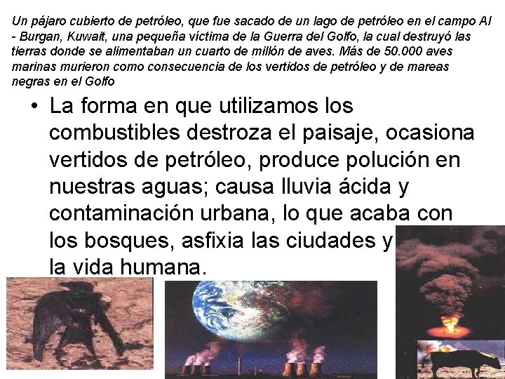 Un pájaro cubierto de petróleo, que fue sacado de un lago de petróleo en