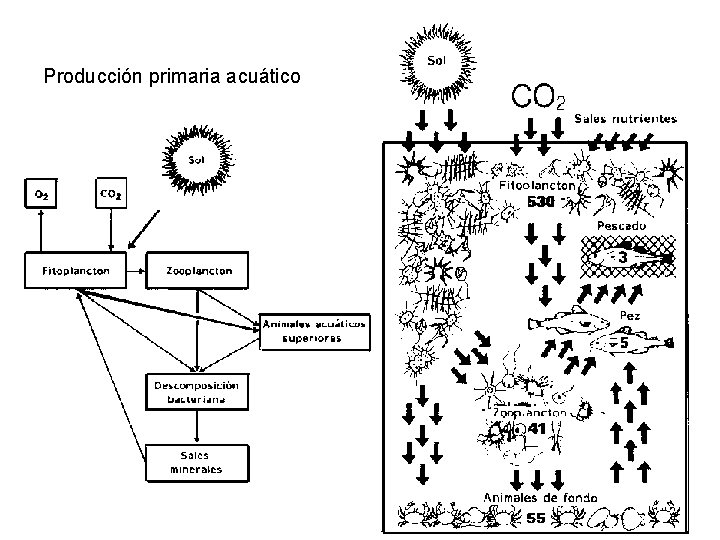 Producción primaria acuático 