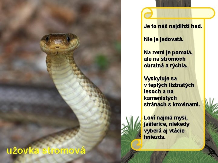 Je to náš najdlhší had. Nie je jedovatá. Na zemi je pomalá, ale na