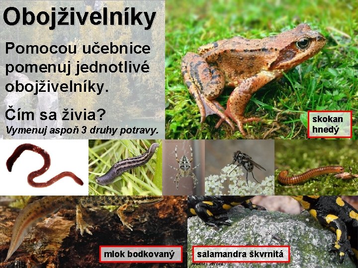 Obojživelníky Pomocou učebnice pomenuj jednotlivé obojživelníky. Čím sa živia? skokan hnedý Vymenuj aspoň 3