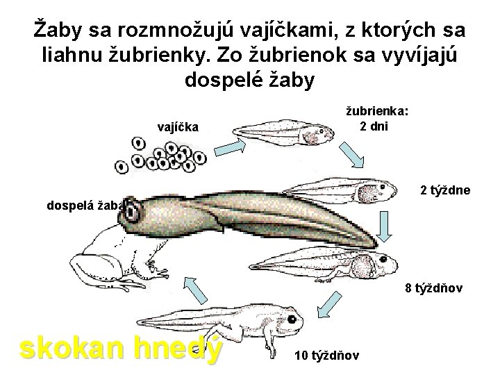 veľkésa oči Žaby sa rozmnožujú vajíčkami, z ktorých liahnu žubrienky. Zo žubrienok saširoké vyvíjajú