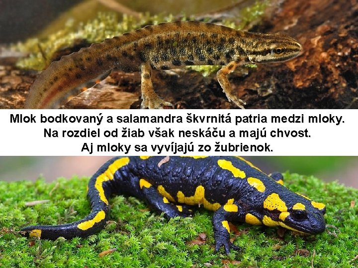 Mlok bodkovaný a salamandra škvrnitá patria medzi mloky. Na rozdiel od žiab však neskáču
