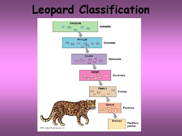Leopard Classification 