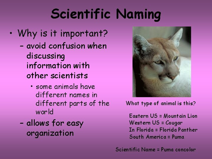 Scientific Naming • Why is it important? – avoid confusion when discussing information with