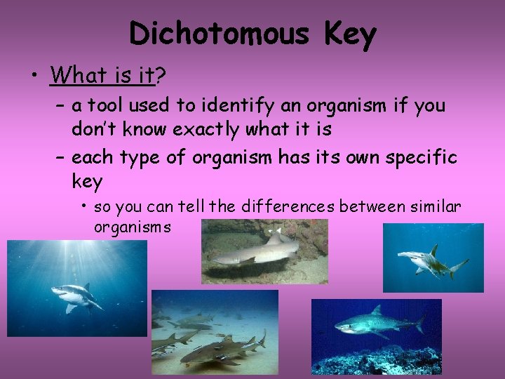 Dichotomous Key • What is it? – a tool used to identify an organism