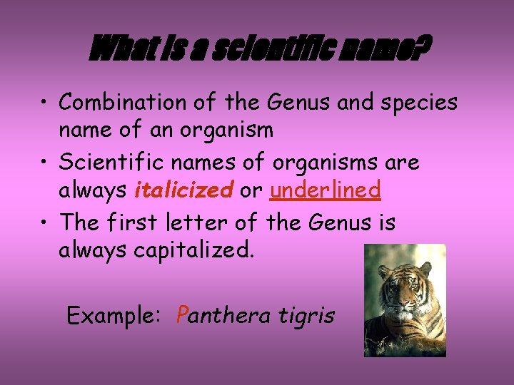 What is a scientific name? • Combination of the Genus and species name of
