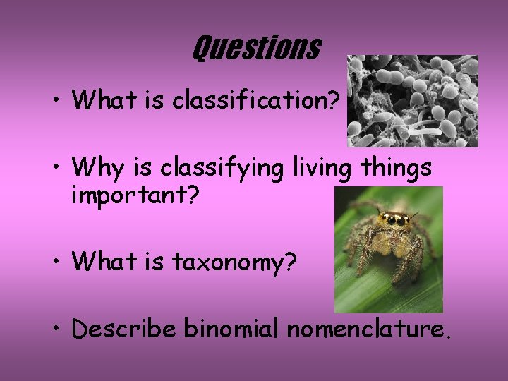 Questions • What is classification? • Why is classifying living things important? • What