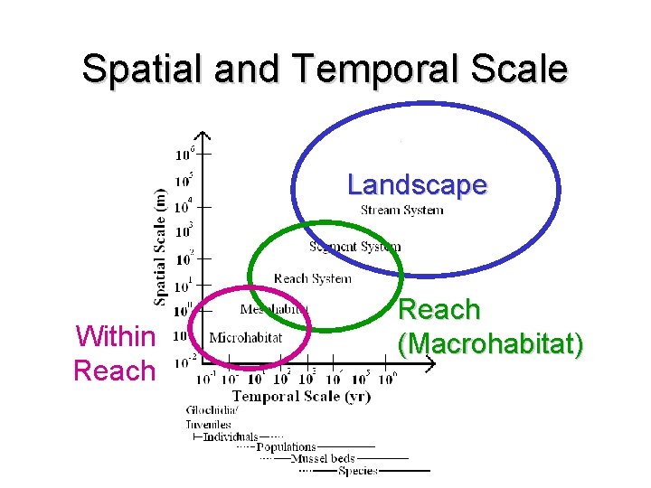 Spatial and Temporal Scale Landscape Within Reach (Macrohabitat) 