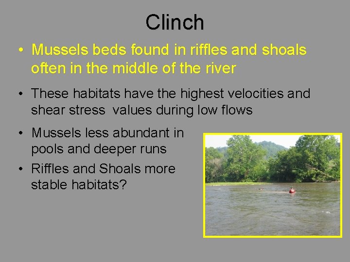 Clinch • Mussels beds found in riffles and shoals often in the middle of