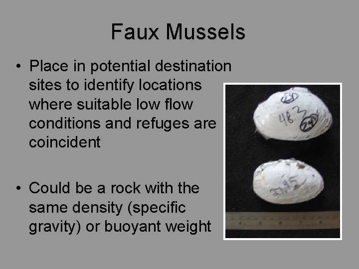 Faux Mussels • Place in potential destination sites to identify locations where suitable low