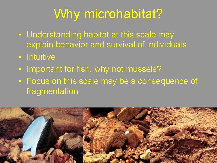 Why microhabitat? • Understanding habitat at this scale may explain behavior and survival of