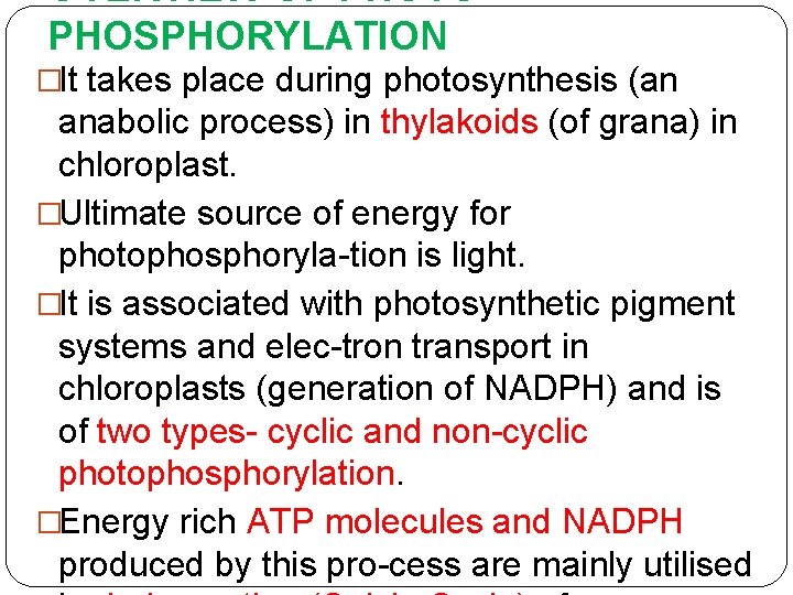 OVERVIEW OF PHOTO PHOSPHORYLATION �It takes place during photosynthesis (an anabolic process) in thylakoids