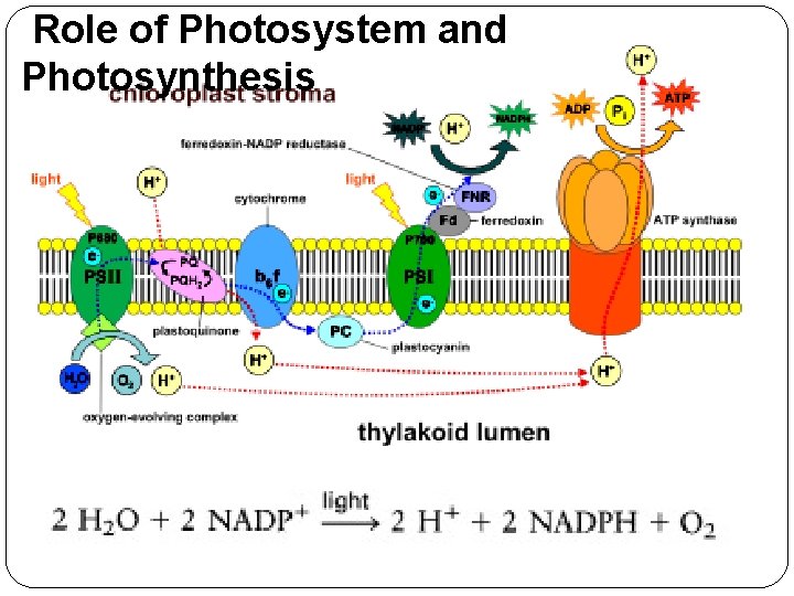 Role of Photosystem and Photosynthesis 