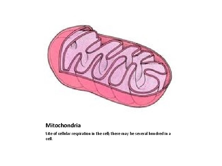 Mitochondria Site of cellular respiration in the cell; there may be several hundred in