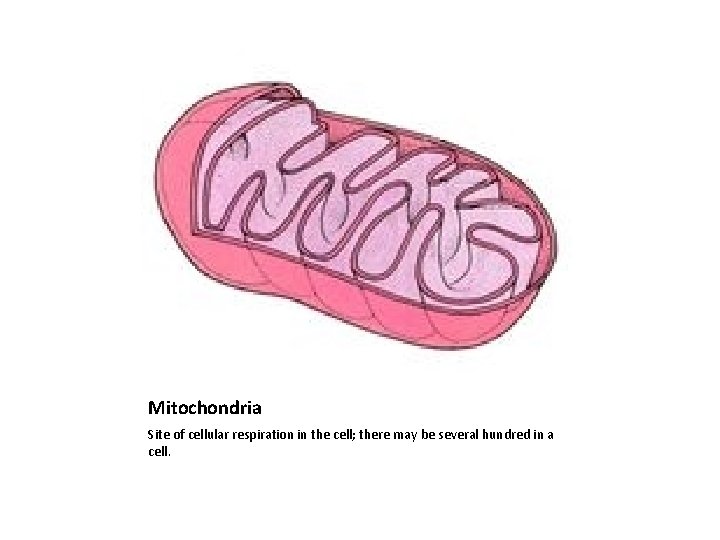 Mitochondria Site of cellular respiration in the cell; there may be several hundred in