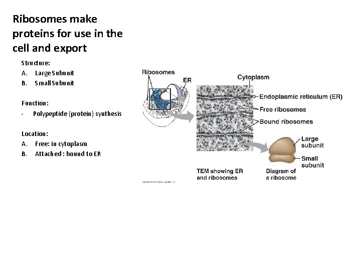 Ribosomes make proteins for use in the cell and export Structure: A. Large Subunit