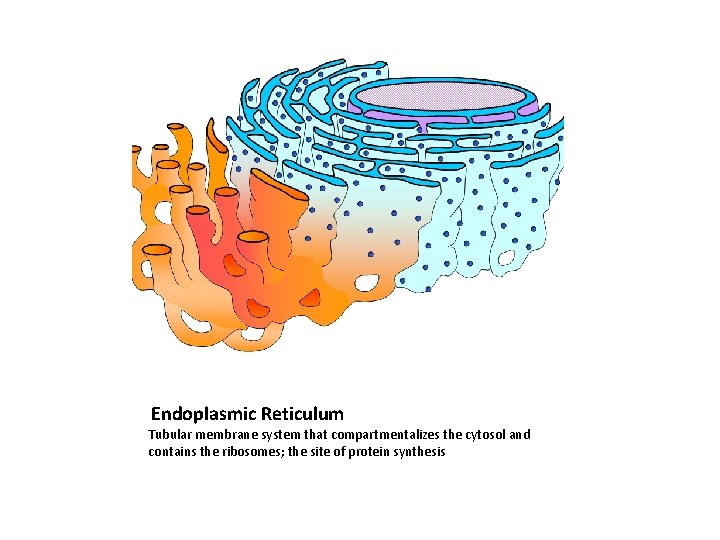 Endoplasmic Reticulum Tubular membrane system that compartmentalizes the cytosol and contains the ribosomes; the