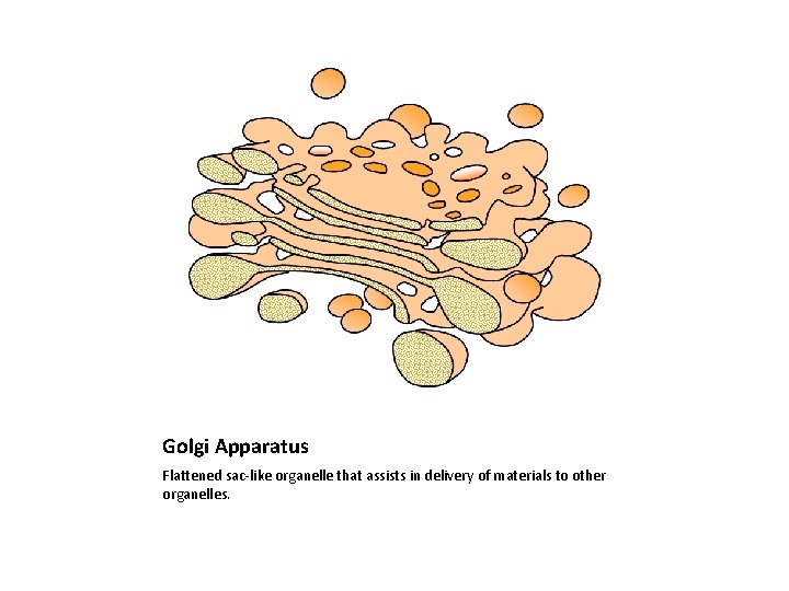 Golgi Apparatus Flattened sac-like organelle that assists in delivery of materials to other organelles.